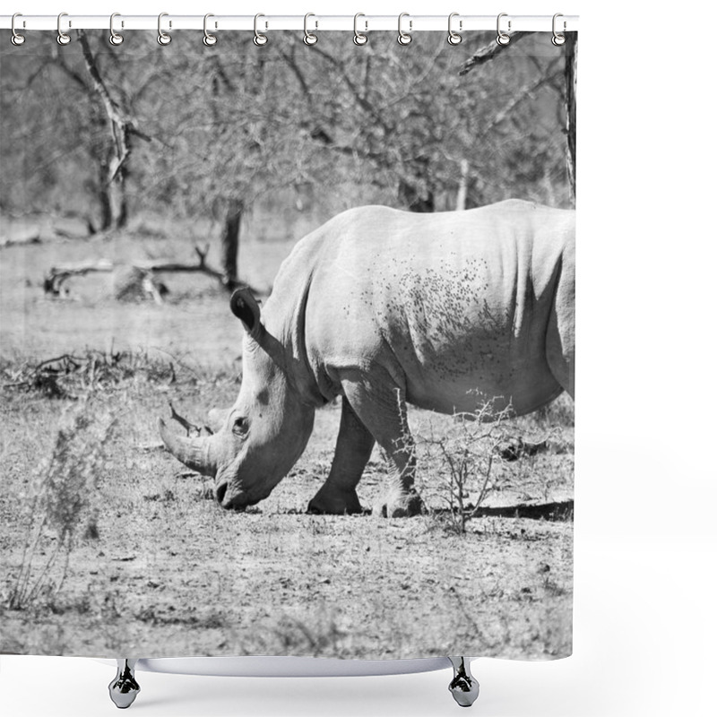 Personality    In South Africa     Wildlife     Reserve And   Rhinoceros Shower Curtains