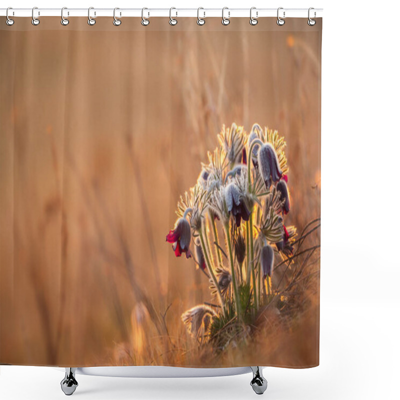 Personality  Black Pasque Flower - Pulsatilla Nigricaus Shower Curtains