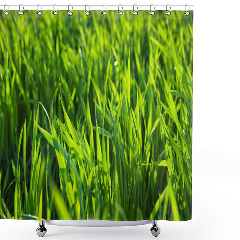 Personality  Green Wheat Field On Sunny Day Shower Curtains