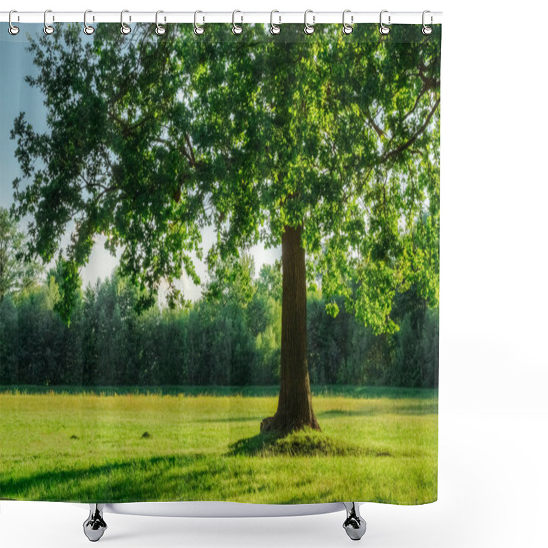 Personality  Oak Tree With Green Foliage In Summer Field In Sunset Light Shower Curtains