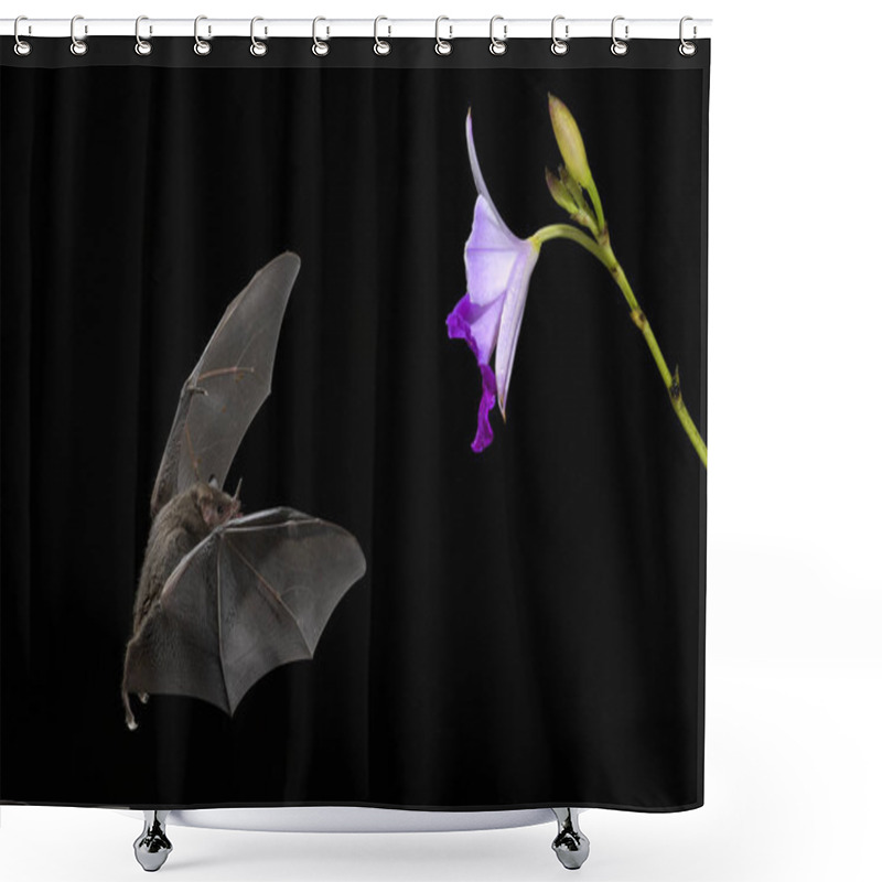 Personality  Pallas's Long-tongued Bat - Glossophaga Soricina, New World Leaf-nosed Bat Feeding Nectar On The Flower In Night, Central America Forests, Costa Rica. Shower Curtains