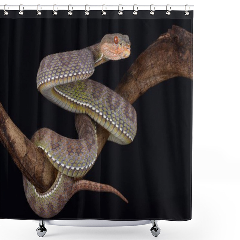 Personality  The Mangrove Pit Viper (Trimeresurus Purpureomaculatus)  Is A Highly Aggressive Nocturnal Tree Viper Species Found In Southeast Asia. Shower Curtains