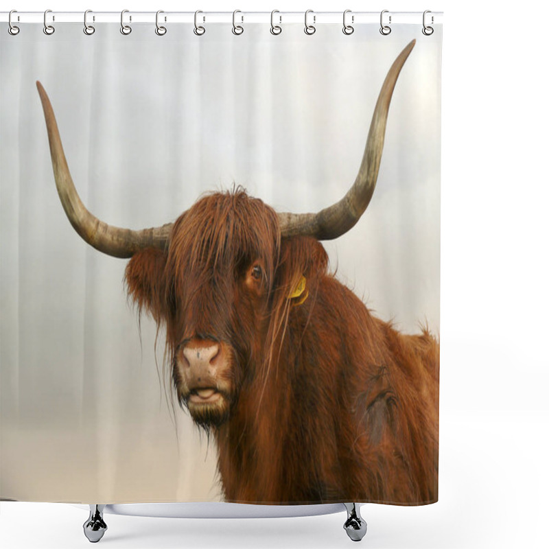 Personality  Portrait Of A Scottish Highland Cattle, Sticking Out His Tongue. Shower Curtains