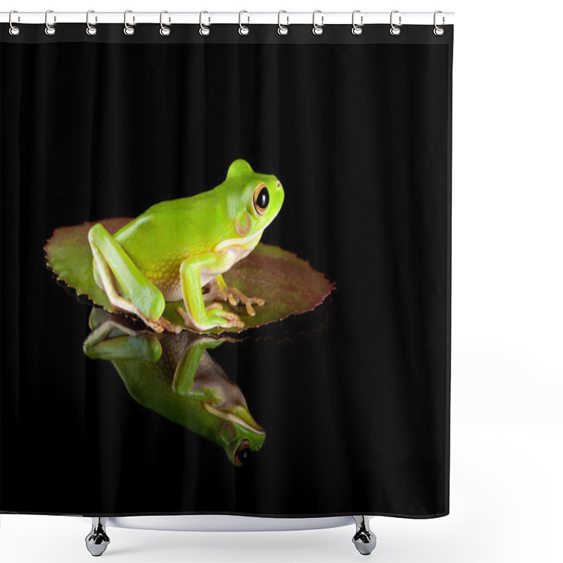 Personality  Frog Sitting On Leaf Shower Curtains