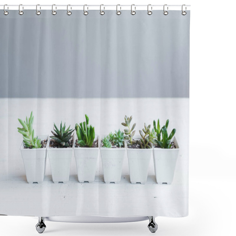 Personality  Succulent Hand Planting In White Pots White Background In The Room Shower Curtains