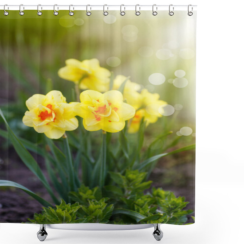 Personality  Beautiful Blooming Daffodils Outdoors  Shower Curtains