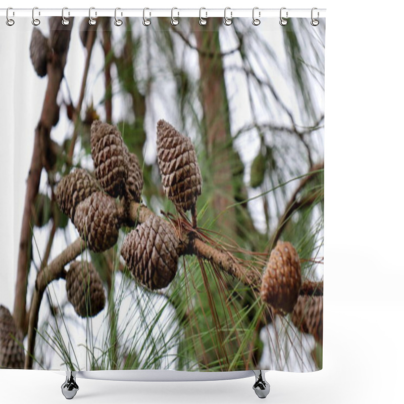 Personality  Close Up On The Pinecones Of A Pinus Tabulaeformis Carr, Pine Cones In A Pine Tree Shower Curtains