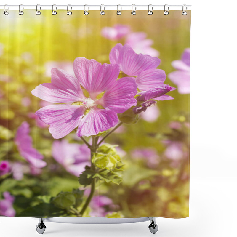 Personality  Simple And Lovely Flowers Under The Sun In The Morning, Illuminate Pink Petals. Blooming Wild Rose (Althaea Officinalis) On A Green Field. Medicinal Marshmallows Shower Curtains