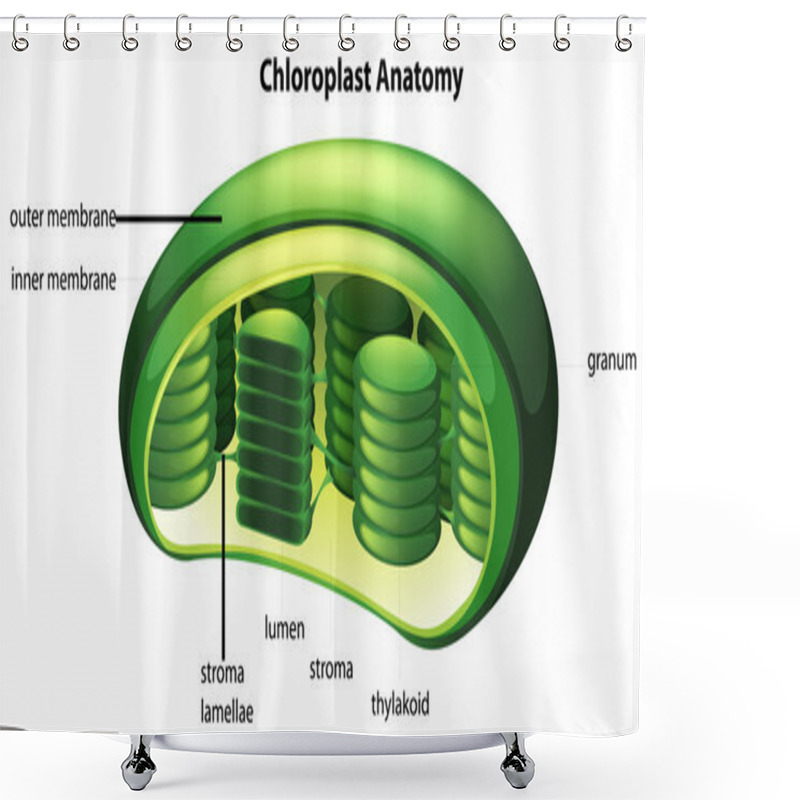 Personality  Chloroplast Shower Curtains