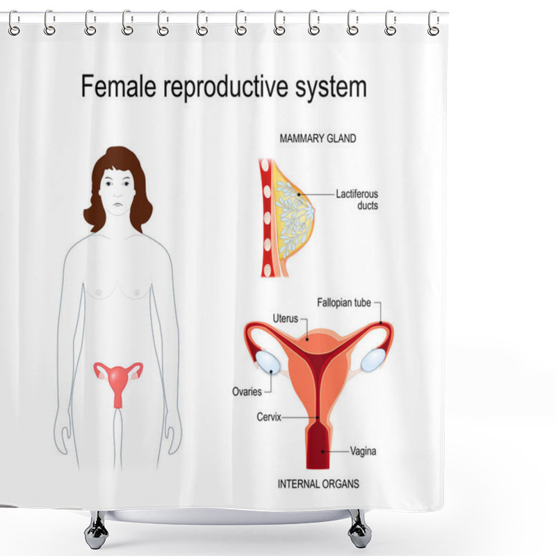 Personality  Female Reproductive System. Silhouette Of A Woman With A Highlighted Uterus And Ovaries. Cross Section Of The Female Breasts. Vector Diagram For Educational, Medical, Biological And Science Use Shower Curtains