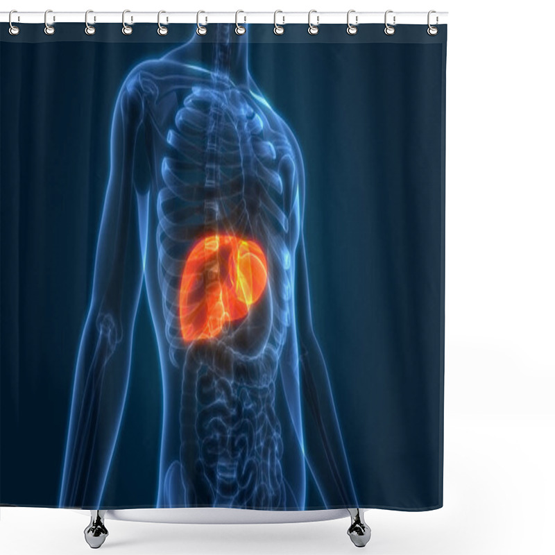 Personality  Human Body Organs Anatomy (Liver) Shower Curtains