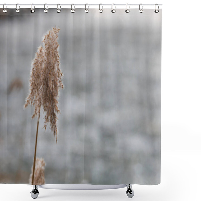 Personality  Reeds Growing Out Of The Water On A Frozen Lake Shower Curtains