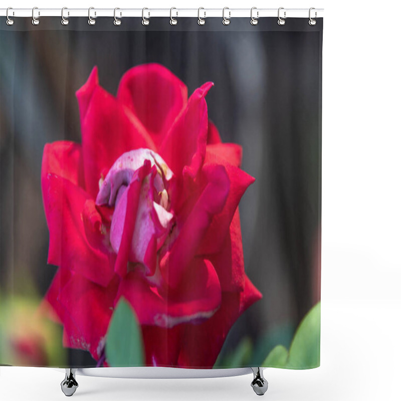 Personality  Rose Flowers X Grandiflora Hort Shower Curtains