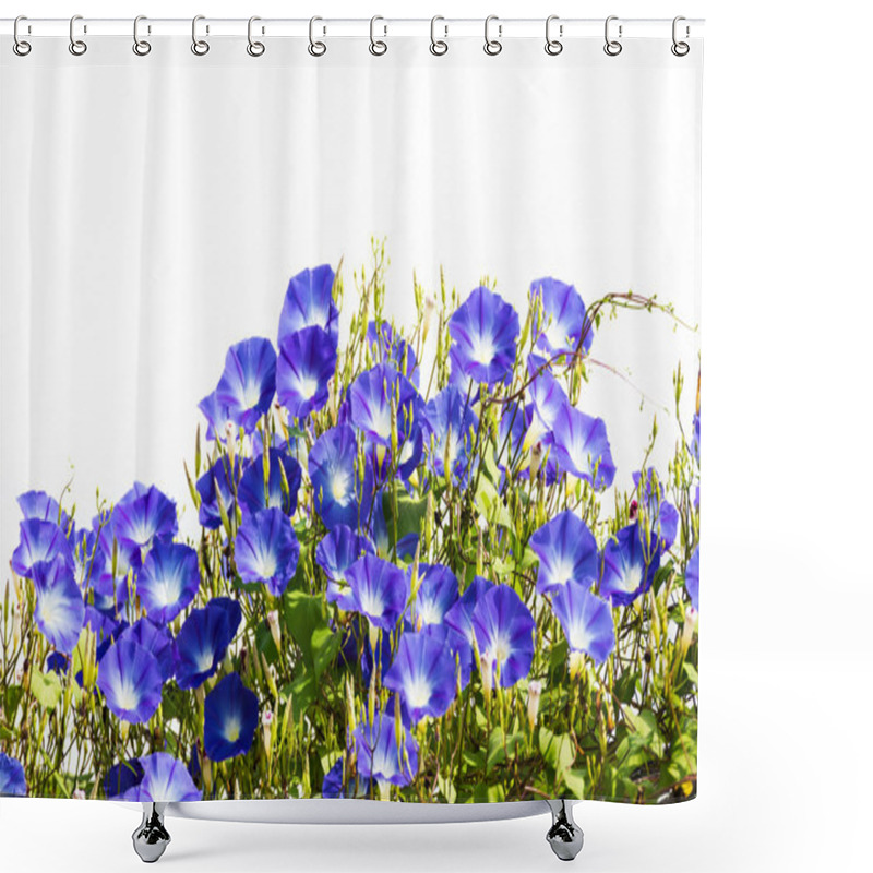 Personality  Blue Morning Glory Flower On White Shower Curtains