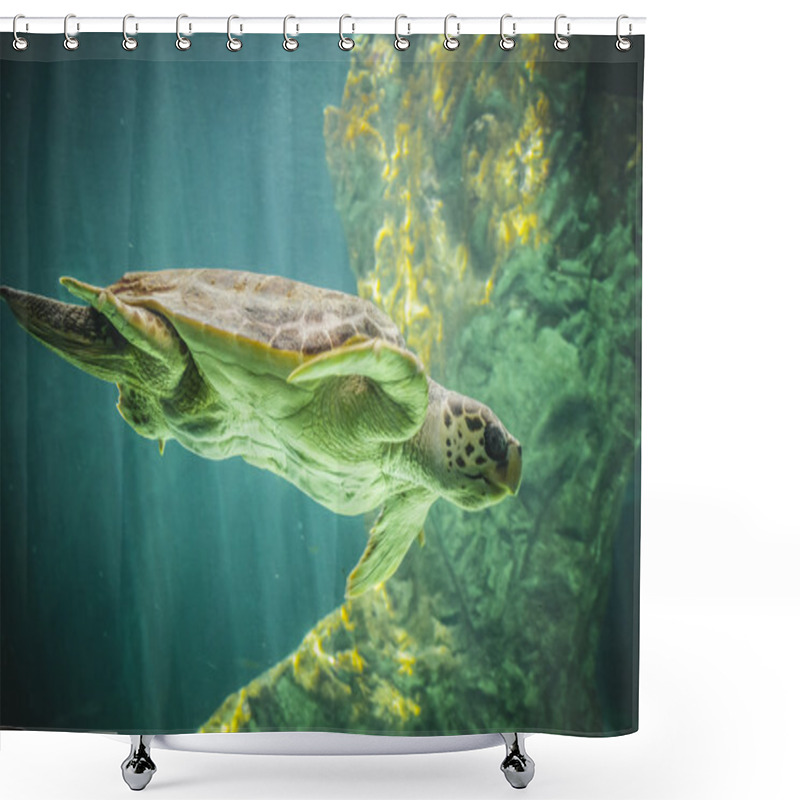 Personality  Huge Sea Turtle Shower Curtains