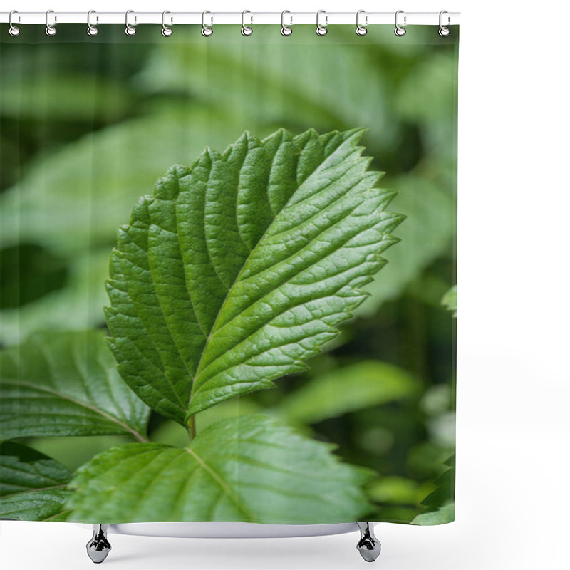 Personality  Close-up View Of Green Strawberry Leaf On Blurred Nature Background Shower Curtains