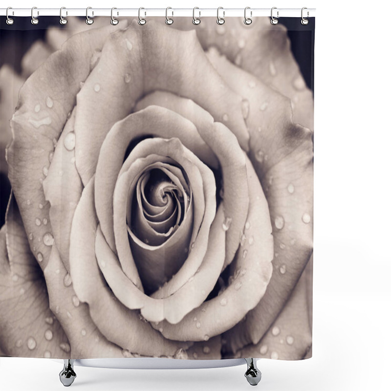 Personality  Rose Bud With Water Drops After The Rain Close Up. Sepia Effect Shower Curtains