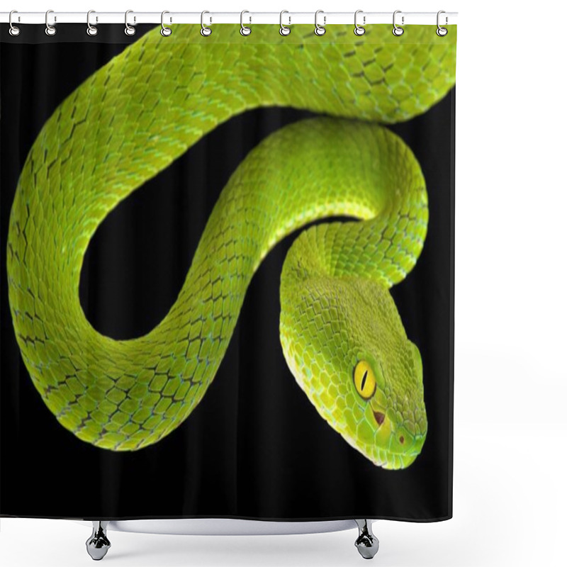 Personality  Large-eyed Pitviper (Trimeresurus Macrops) Shower Curtains