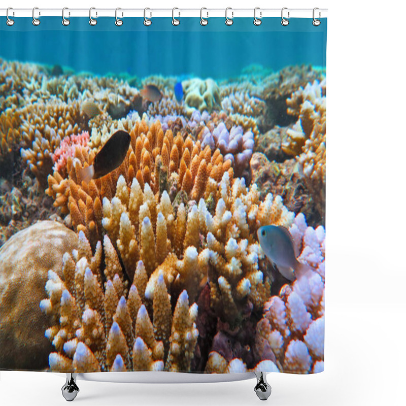 Personality  Live Coral Reef And Tropical Fish Swimming Underwater At The Great Barrier Reef  Queensland,  Australia. Shower Curtains