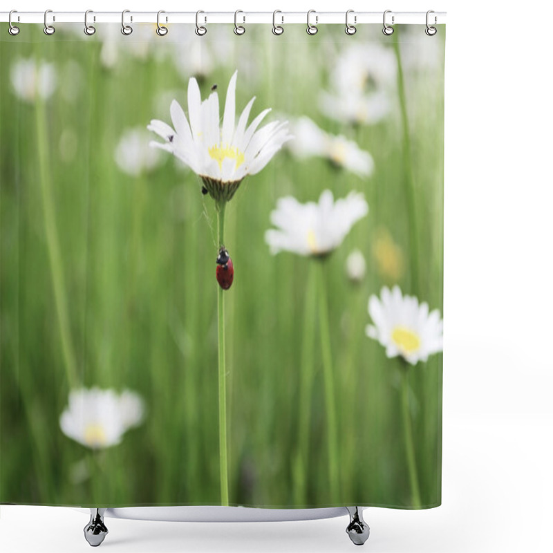 Personality  Field Of Daisy Flowers Shower Curtains