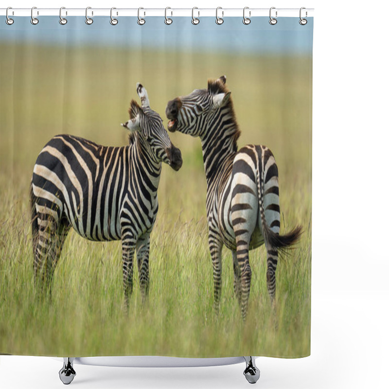 Personality  Plains Zebra Stands Turning To Bite Another Shower Curtains