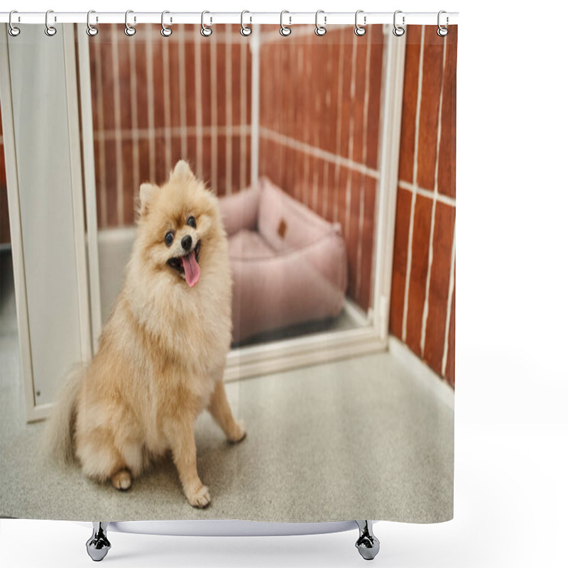 Personality  Funny Pomeranian Spitz With Tongue Out Sitting Near Cozy Dog Enclosure In Pet Hotel, Comfort Shower Curtains