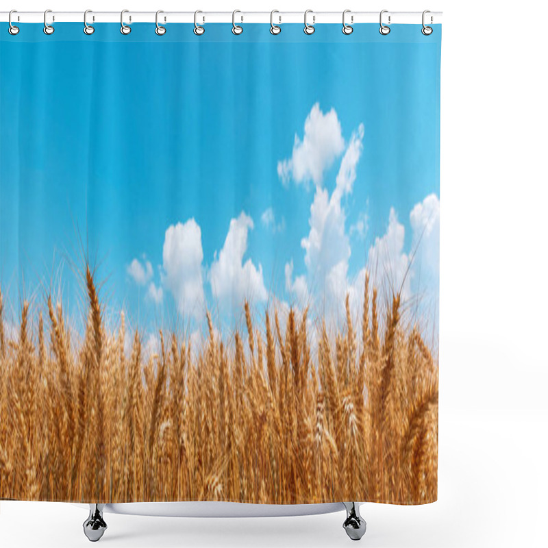 Personality  Golden Wheat Field Panoramic Low Angle View Shower Curtains