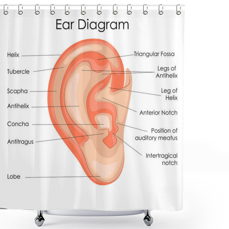 Personality  Medical Education Chart Of Biology For Human Ear Diagram Shower Curtains