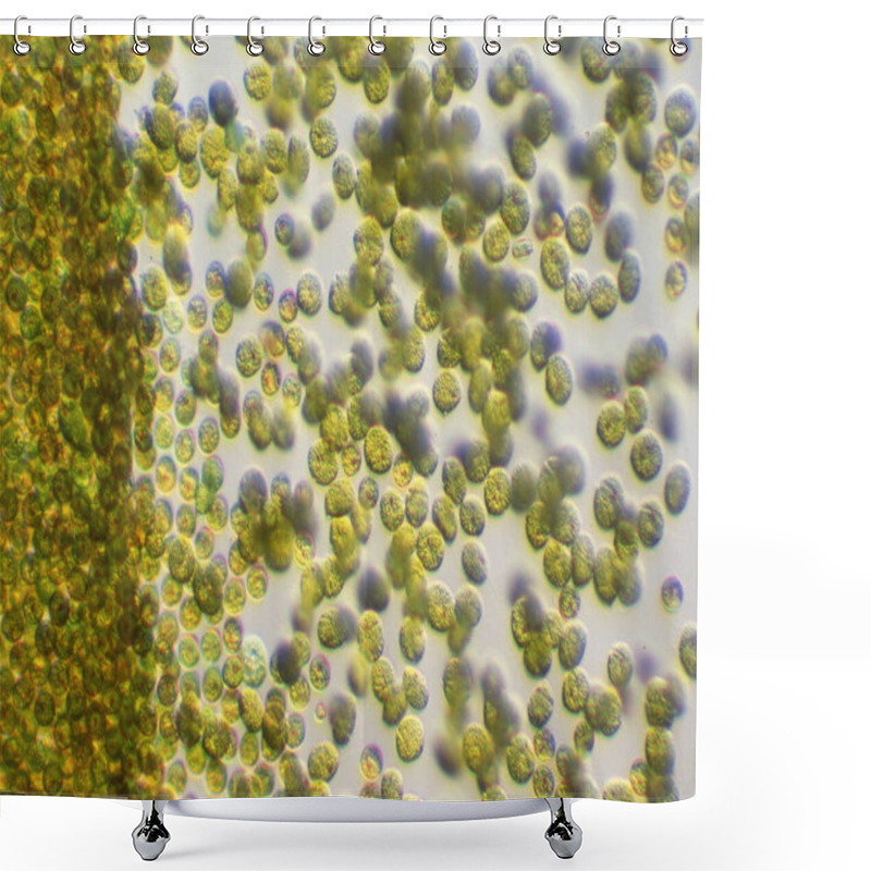 Personality  Toxic Gold Algae In Algal Bloom Under The Microscope Shower Curtains