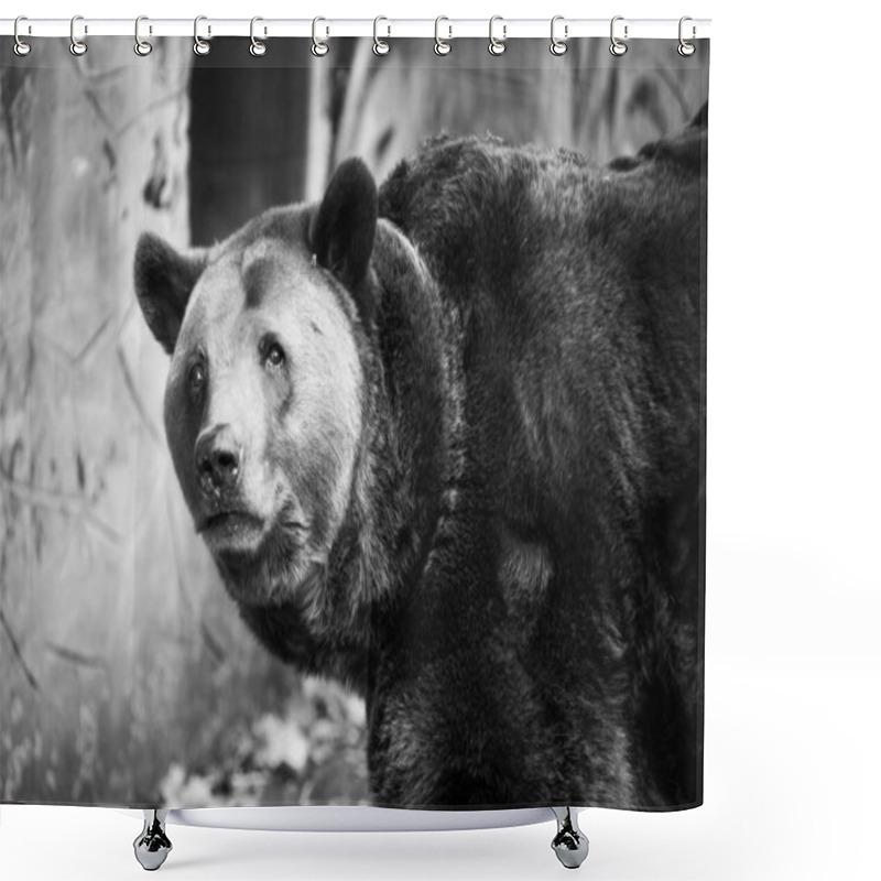 Personality  Closeup Beautiful Portrait Of A Big Brown Bear Shower Curtains