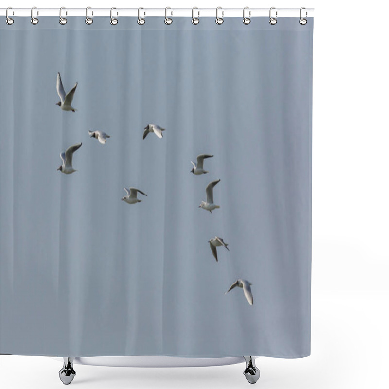 Personality  Flock Of Natural Black-headed Gulls ( Larus Ridibundus) In Flight Shower Curtains