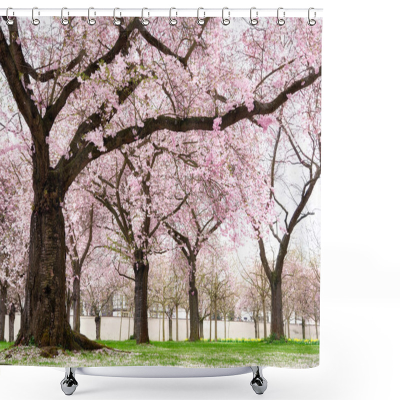 Personality  Blossoming Cherry Trees With Dreamy Feel Shower Curtains