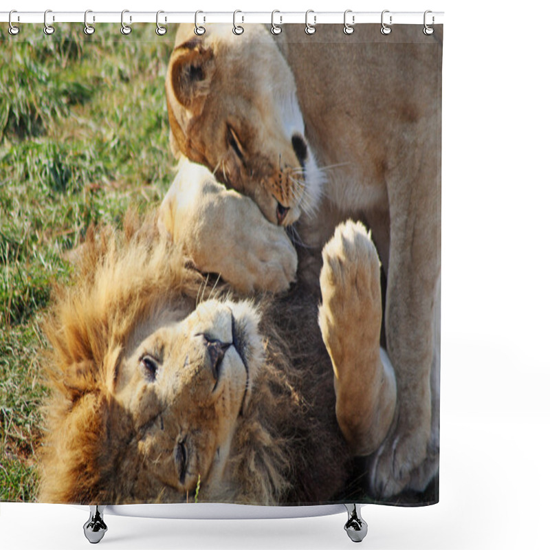 Personality  Stunning Lion And Lioness Shower Curtains