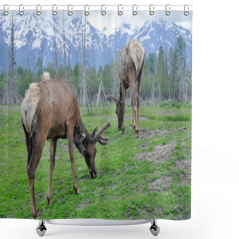 Personality  Herd Of Elk, Alaska Shower Curtains