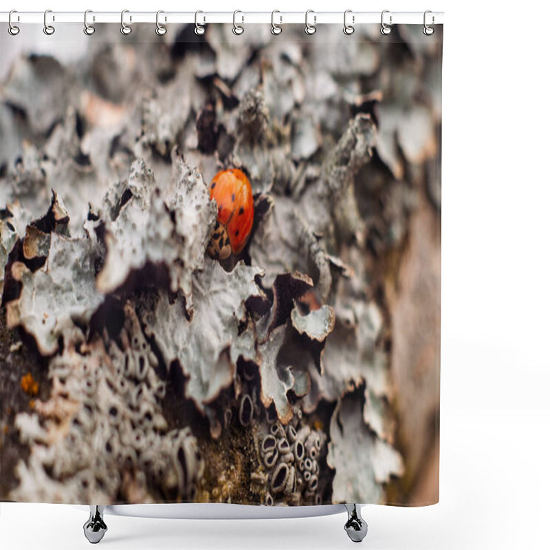 Personality  Close-up Of A Ladybug Hidden In Lichen, Showcasing Its Winter Hibernation Behavior Amid Seasonal Shifts. Shower Curtains