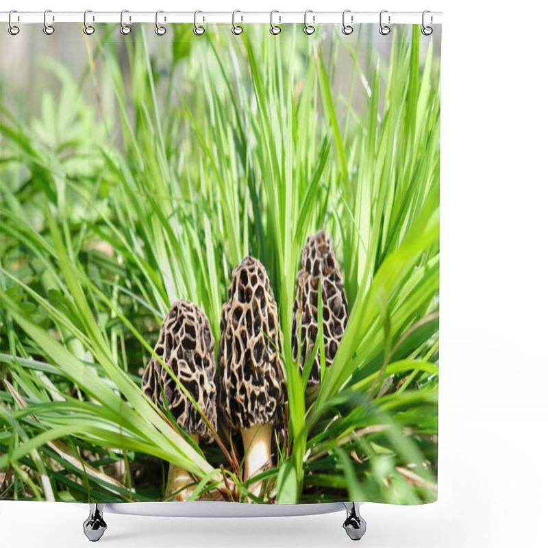 Personality  Three Morchella Mushrooms Grow Among Tall, Bright, Juicy, Young, Green Grass, In A Spring Forest, On A Sunny Day. Shower Curtains