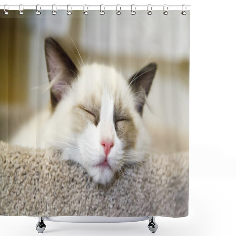 Personality  Ragdoll Kitten Sleeping Shower Curtains