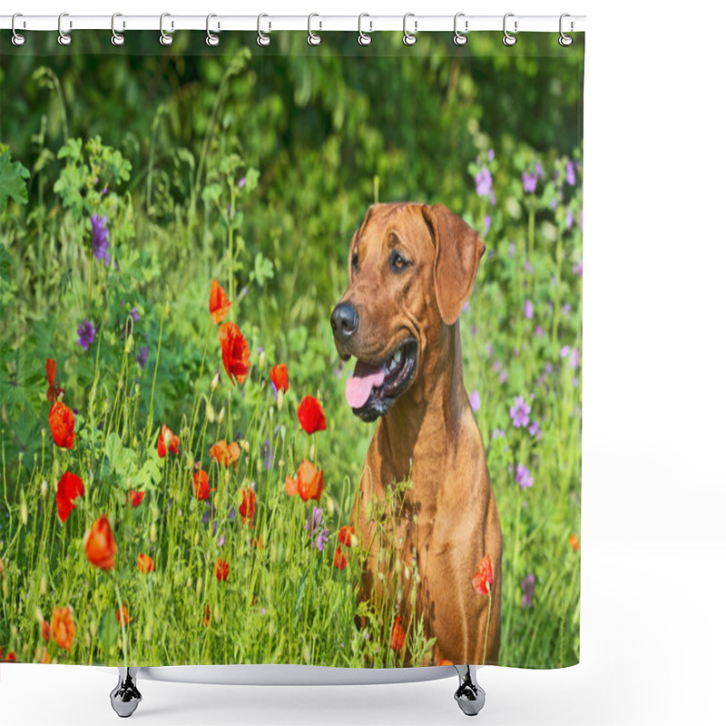 Personality  Rhodesian Ridgeback Puppy Dog In A Field Of Flowers Shower Curtains