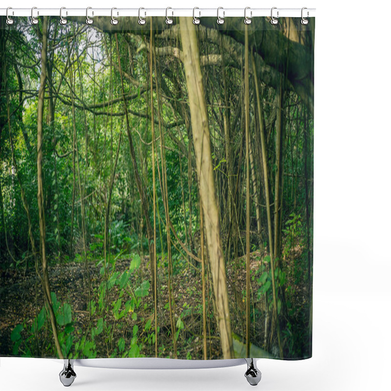 Personality  Beautiful Morning In Tropical Forest Shower Curtains