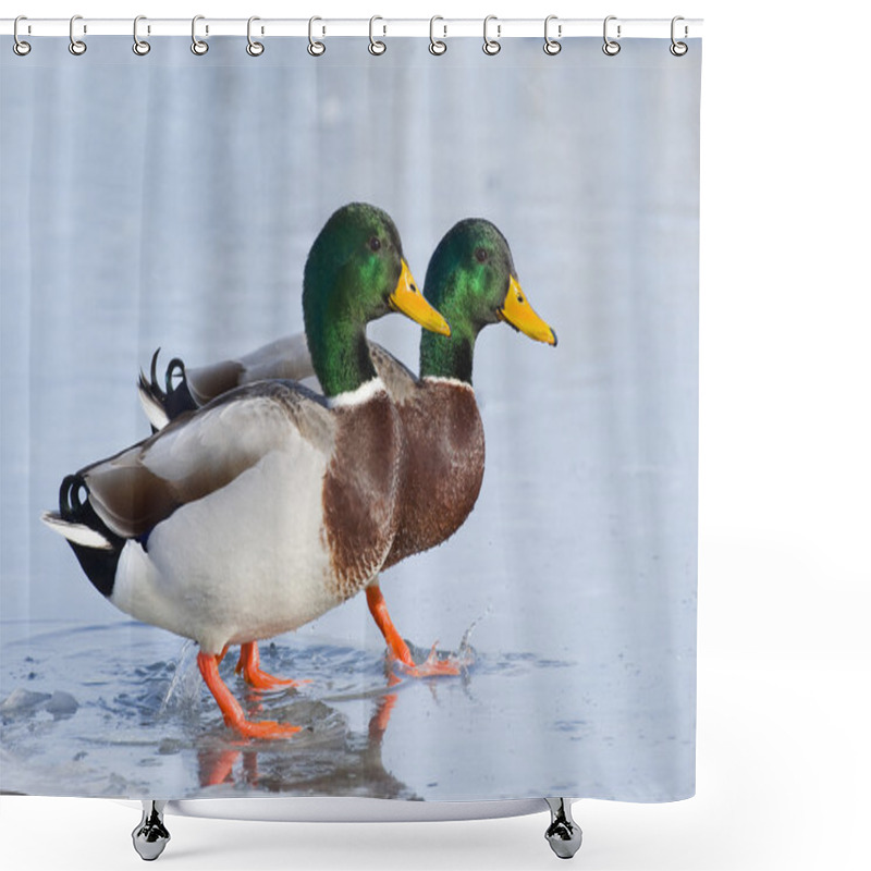 Personality  Drake Mallards Shower Curtains