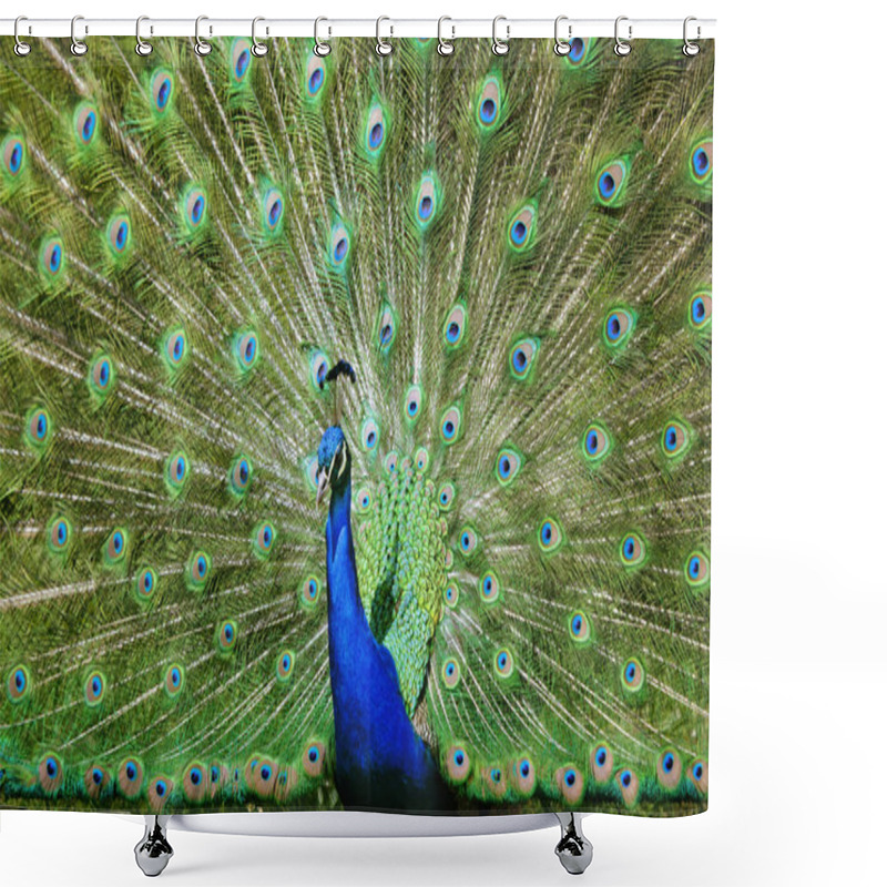 Personality  Beautiful Peacock Spreads His Feathers Shower Curtains