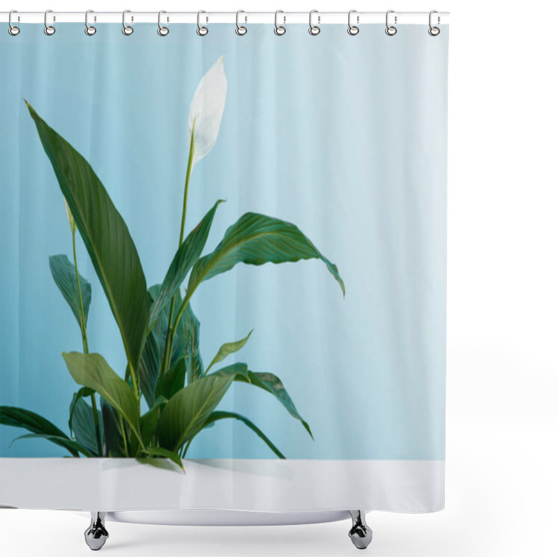 Personality  Peace Lily Plant With Green Leaves On White Surface On Blue Background Shower Curtains