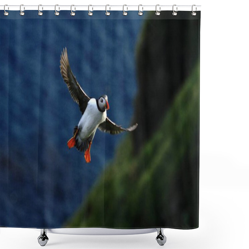 Personality  Atlantic Puffin With Small Fish In Its Beak Flying Against Dark Blue Sea And Cliffs. Close Up Photo. Wild Bird With Colourful Beak And Outstretched Wings, Sandeels, Norway Shower Curtains