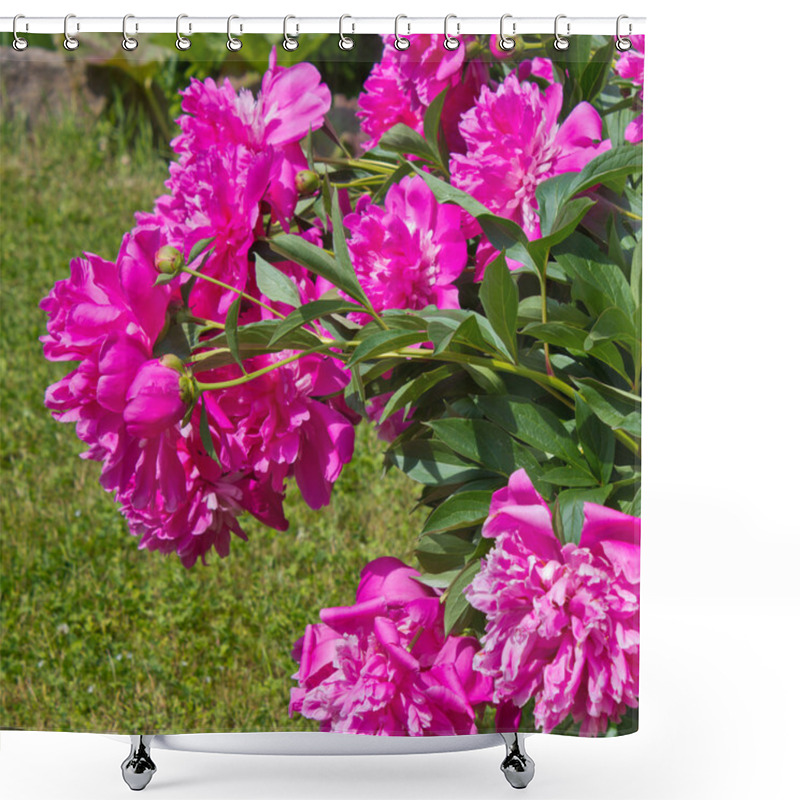 Personality  Big Pink Peony Flower Shower Curtains