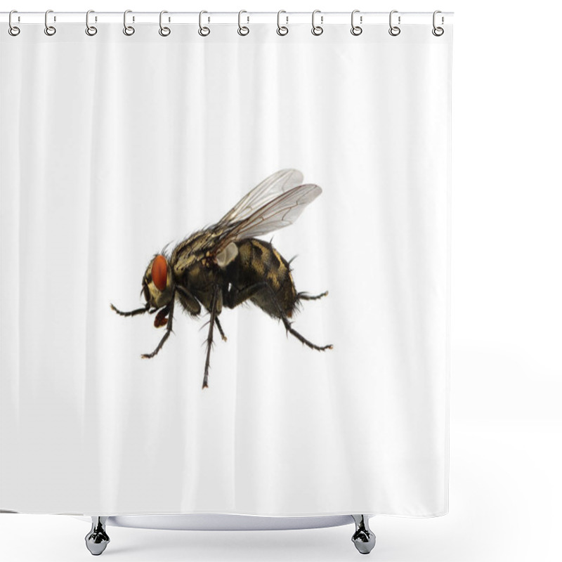 Personality  Fly On A White Shower Curtains