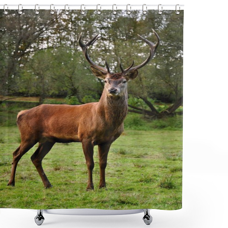 Personality  Deer Shower Curtains