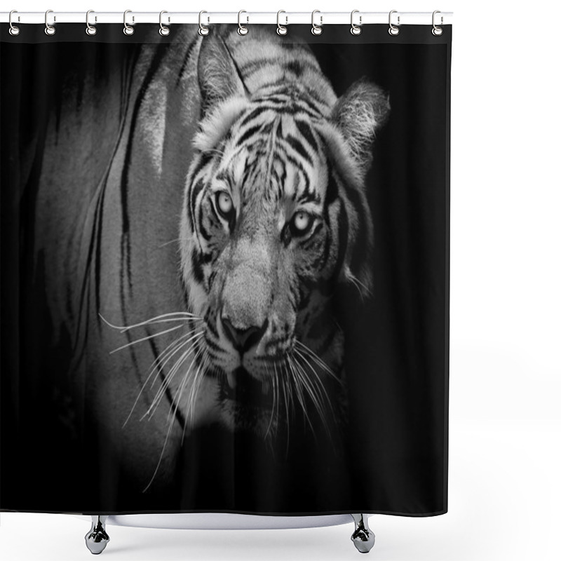 Personality  Black And White Tiger Looking His Prey And Ready To Catch It. Shower Curtains