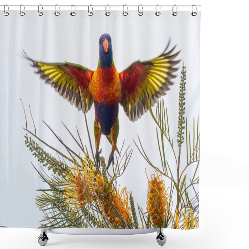 Personality  Rainbow Lorikeet Taking Off With Wingspan Shower Curtains