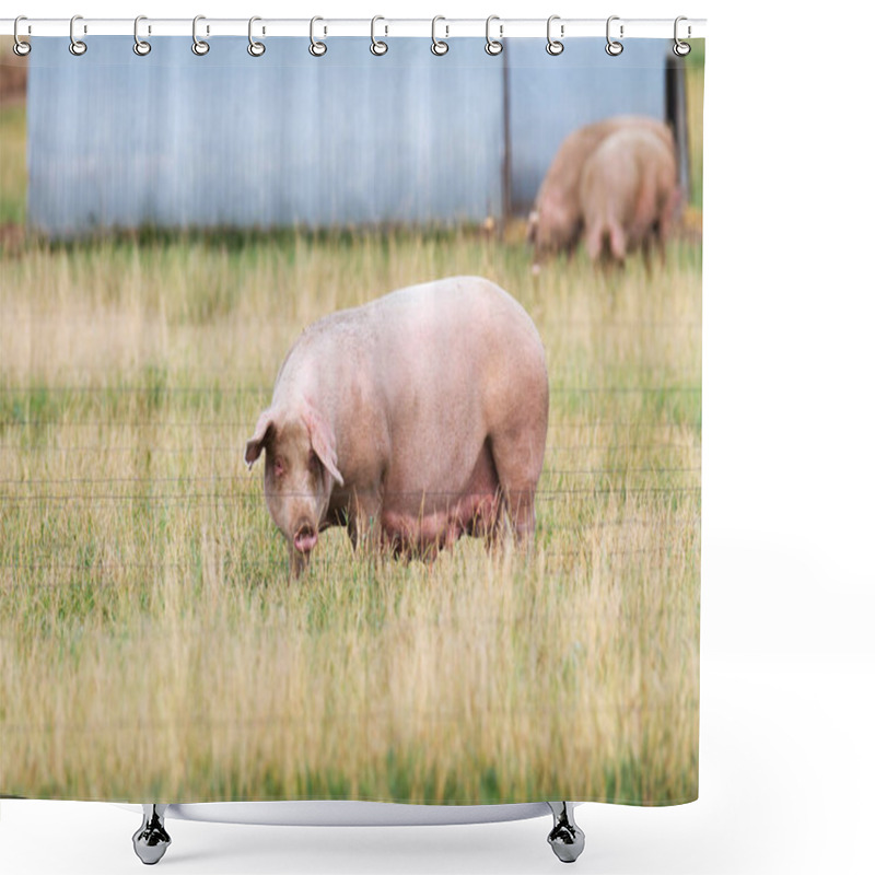 Personality  Female Breeding Sow In Free Range Shower Curtains