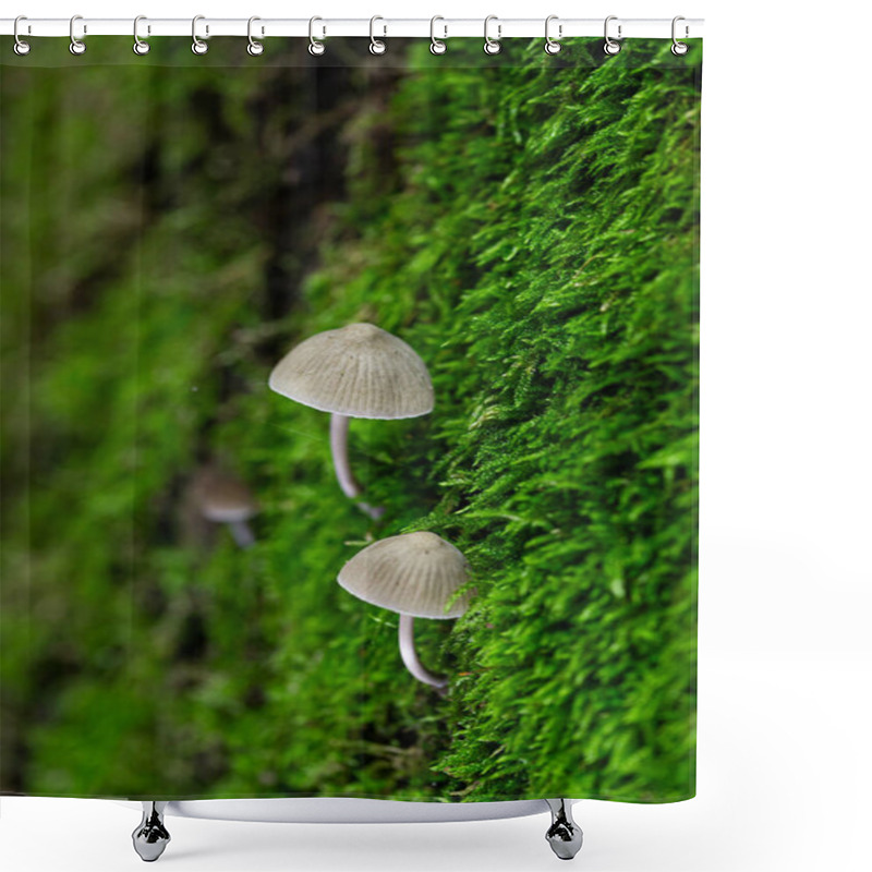 Personality  Cluster Of Small Mushrooms On Moss-Covered Bark In A Forest Setting Shower Curtains